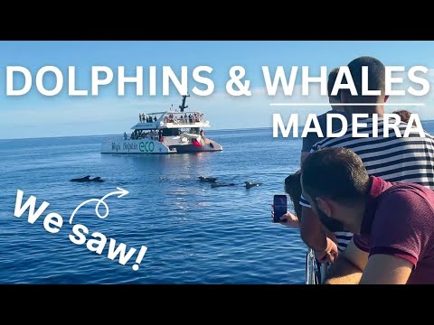 Watching Dolphins And Whales From Catamaran Near Madeira Island 4K | Madeira