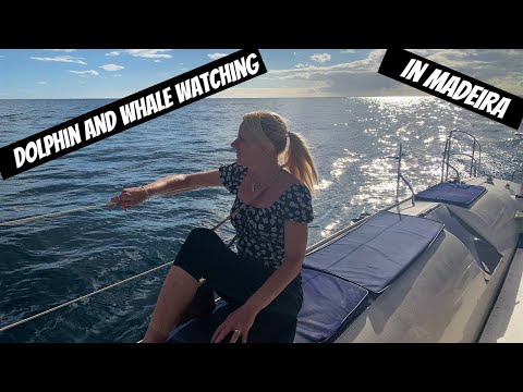 Whale and Dolphin Watching Tour in Funchal Madeira Portugal AMAZING !!