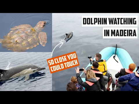 Whale And Dolphin Watching In Madeira - They Come Right Up To The Boat! & Will We See Any Whales?