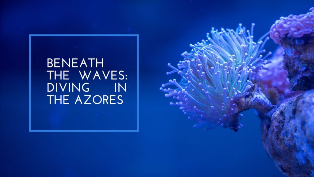 Azores Diving Spots