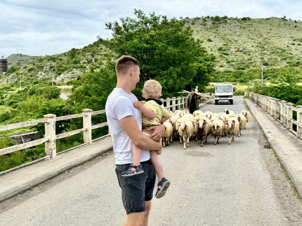 Me Holding Child Watching Sheep Crossing Bridge in Albania Skoder