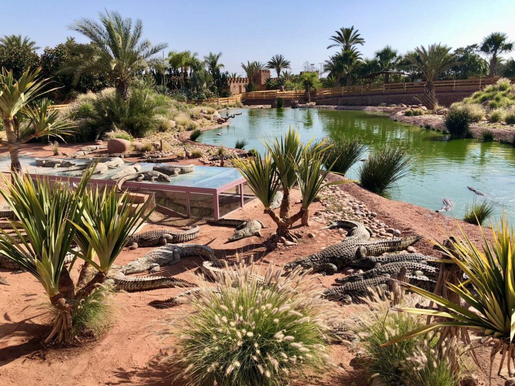 Crocodiles resting by a green pond in Agadir Crocodile Park