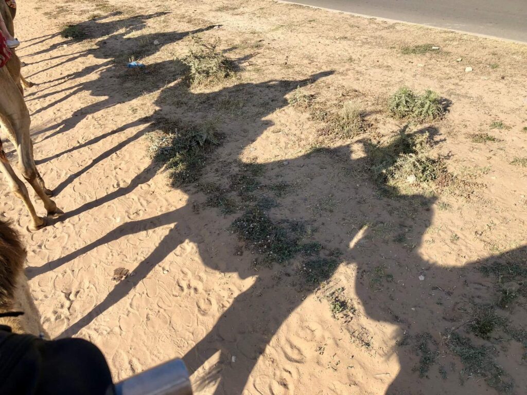 Silhouettes of a camel caravan stretch across the sand during a camel ride in the Agadir area, with long shadows cast by the afternoon sun.